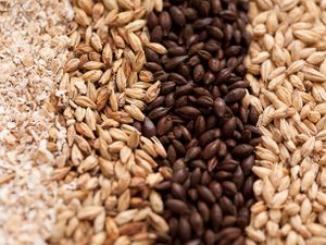 20110111-132155-Homebrew-Grain.jpg