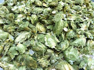 20110618-157268-dried-hops.jpg