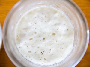 close up of ap flour sourdough starter on day 11