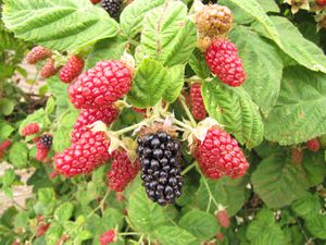 Closeup of a cluster of marionberries ripening on the vine. 