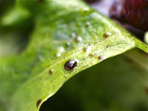 20100416-vinaigrettes-drop-carousel.jpg