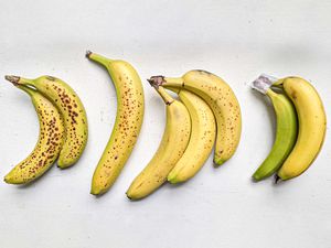 A series of bananas on a white background showing different stages of ripeness.