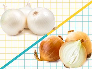 Graphic of white vs yellow onions 