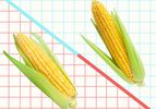 Graphic of sweet corn and field corn