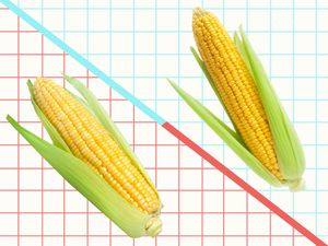 Graphic of sweet corn and field corn