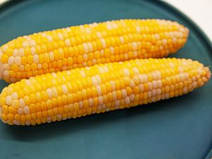 Side view of cooked corn