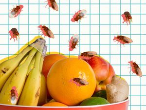 Graphic of fruit flies surrounding a bowl of fruit.