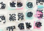 Blueberry experiments lined up on a counter.