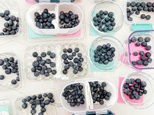 Blueberry experiments lined up on a counter.