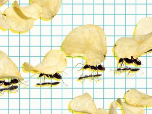 A graphic of a line of ants carrying chips