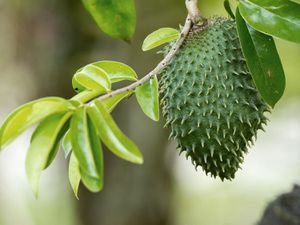 20190812-soursop-fruit