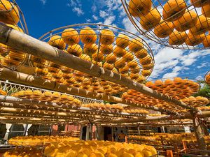 Hundreds of persimmons suspended on round drying racks, drying in the sun