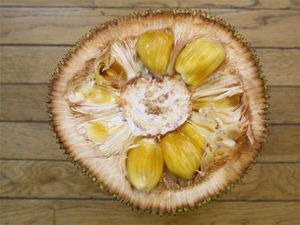 20100805-jackfruit-primary.jpg