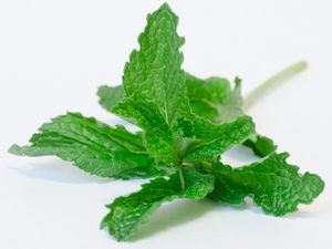 20120202-190530-mint.jpg