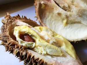 20101022-durian-primary.jpg