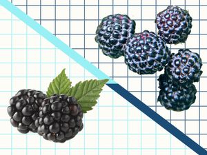 Graphic of blackberries and black raspberries