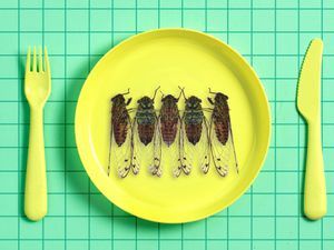 A yellow plate with five cicadas on it and a knife and fork