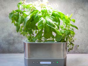 an aerogarden herb garden with herbs in it