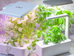 three indoor herb gardens growing herbs